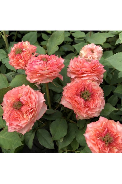 Hybrid tea rose ‘Corona’